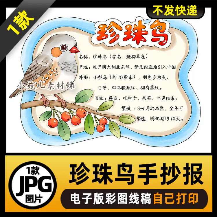 1137动物名片动物卡片鸟类珍珠鸟动物观察手抄报电子版线稿