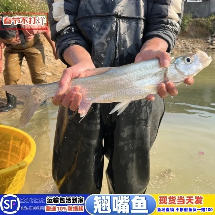 特大翘嘴鱼米级翘壳红鲌大白刁条重庆冷淡水养殖路亚