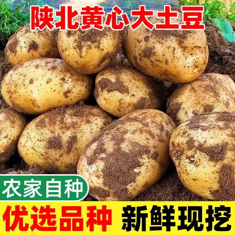 Z2陕北黄心大土豆9斤装高山沙地黄皮洋芋新鲜现挖马铃薯当季蔬菜