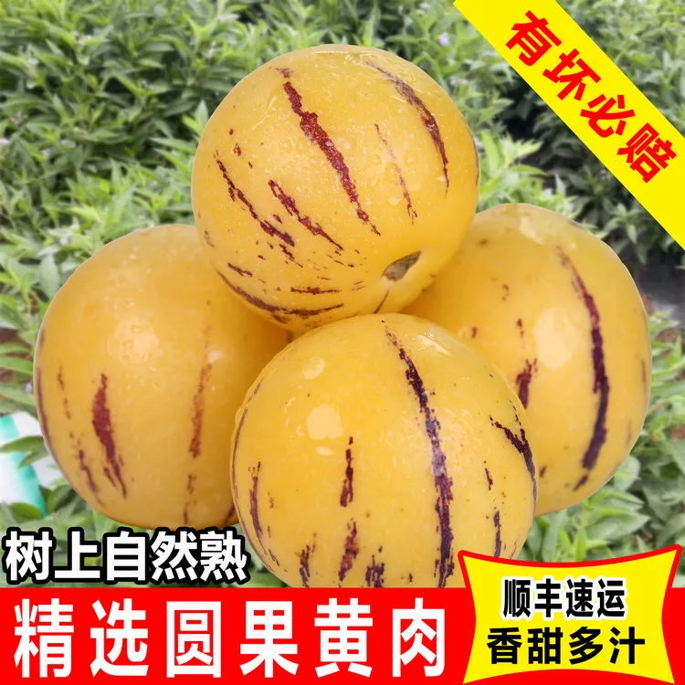 【顺丰快递】云南石林人参果树上熟人生果黄肉圆果整箱4.5斤包邮
