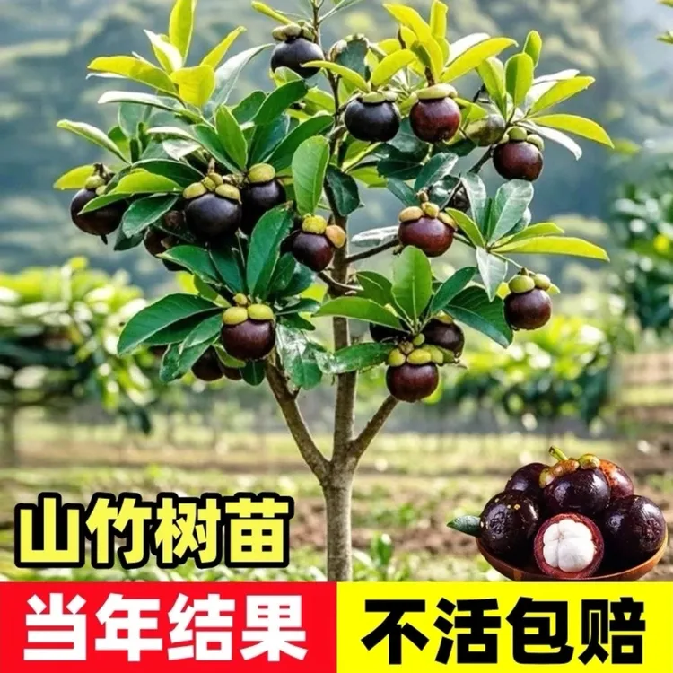【带土球带分支发货】无籽山竹果树苗阳台庭院盆栽地栽种植果树苗