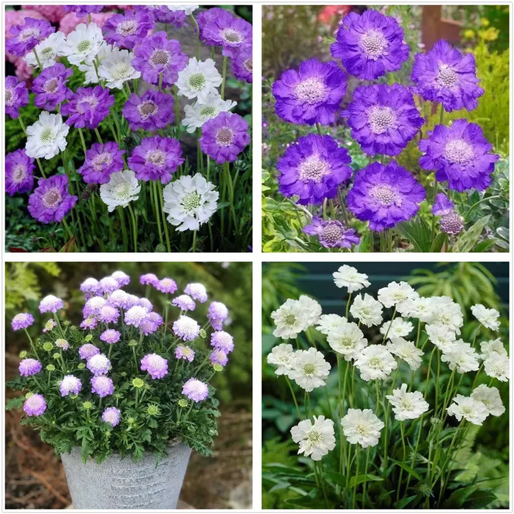 蓝盆花苗矮生屋系列高加索切花 多年生耐寒宿根庭院花园植物包邮