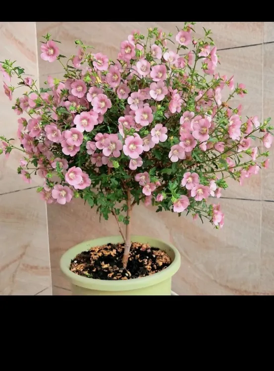 微草莓小木槿棒棒糖原生棒棒糖（不售后）