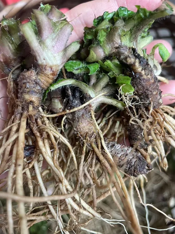 新鲜现挖地胆头 单发头 新鲜发