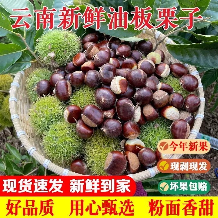 云南高山老树新鲜板栗香甜脆口好剥皮坏果包赔