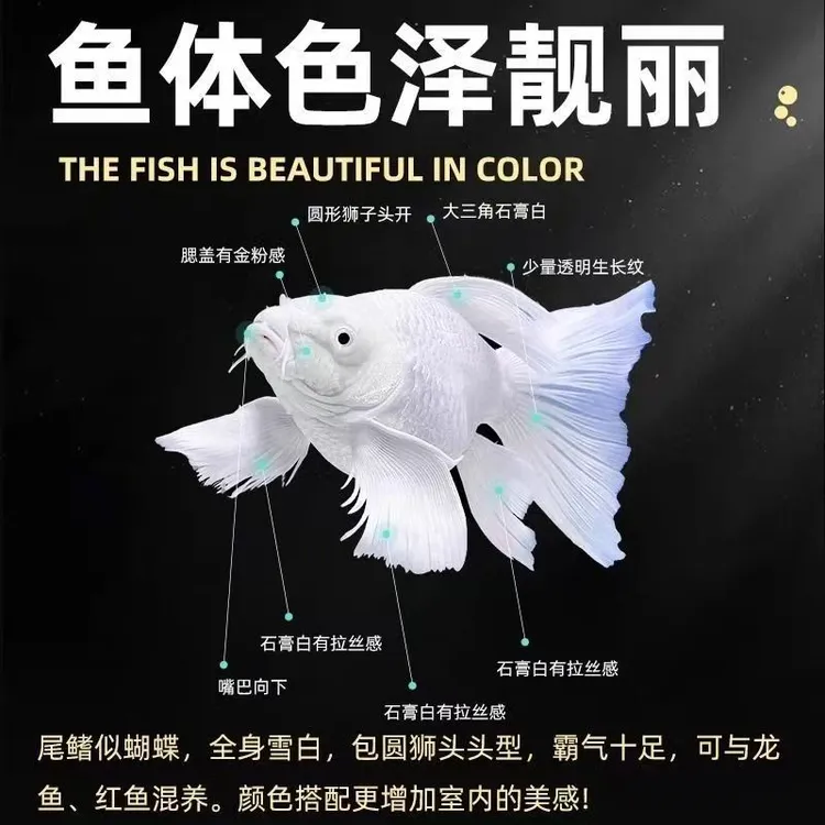 台湾纯种普身白蝴蝶鲤观赏鱼大鳍大尾冷水好养耐活包邮