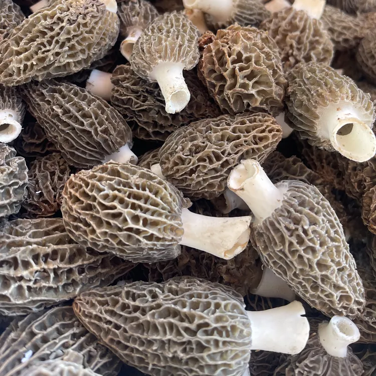 云南新鲜羊肚菌特产肉厚饱满煲汤食材