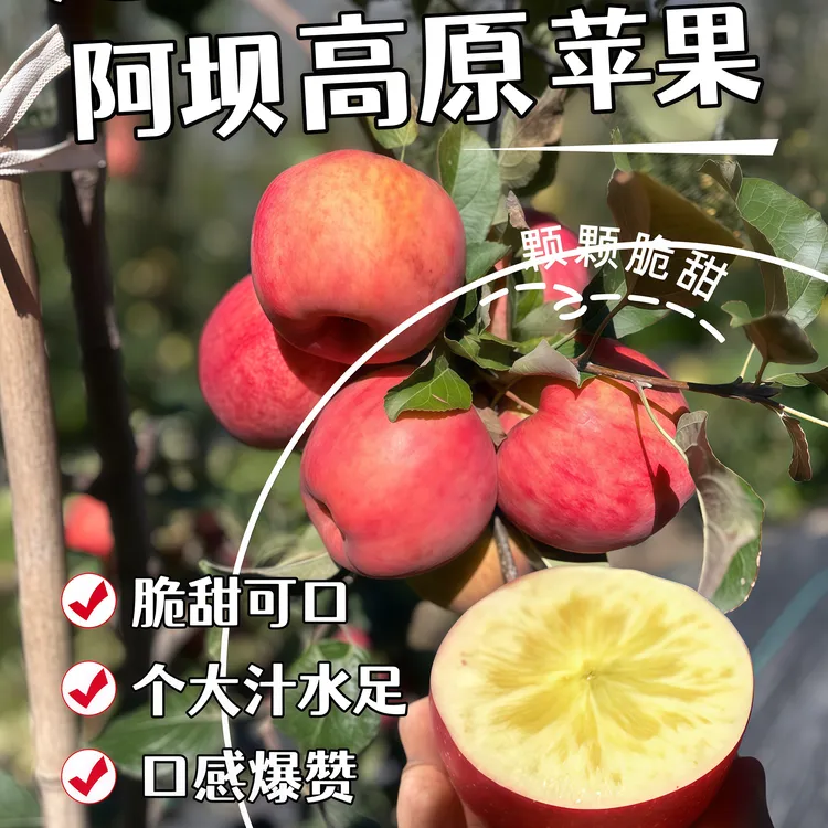 阿坝州汶川糖心苹果茂县冰糖心九寨沟3斤5斤川西高原小金