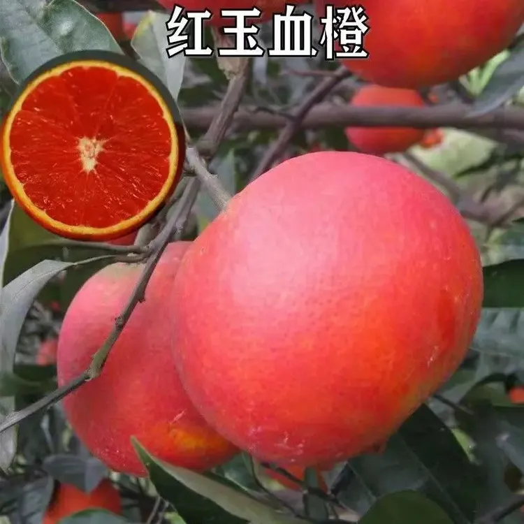 新品种特大红肉脐橙嫁接橙子树苗红心血橙晚熟红玉血橙苗当年结果