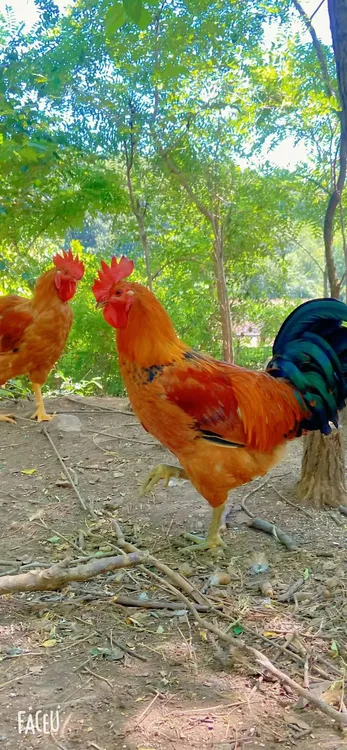 庄河跑山大骨鸡 毛重7斤以上，保净重5.5斤以上 包冰率不含冰