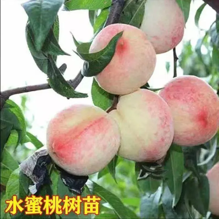 桃树苗正宗嫁接阳山水蜜桃树苗新品种南方北方种植盆栽地栽果树苗