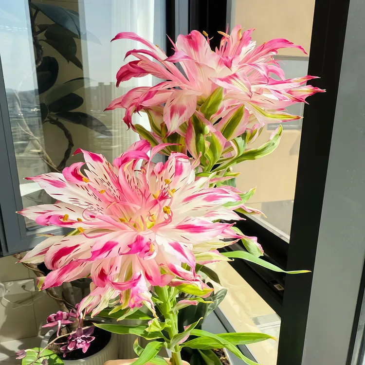 【养死包赔】荷兰进口百合花重瓣进口种球庭院阳台花卉带根芽浓香型