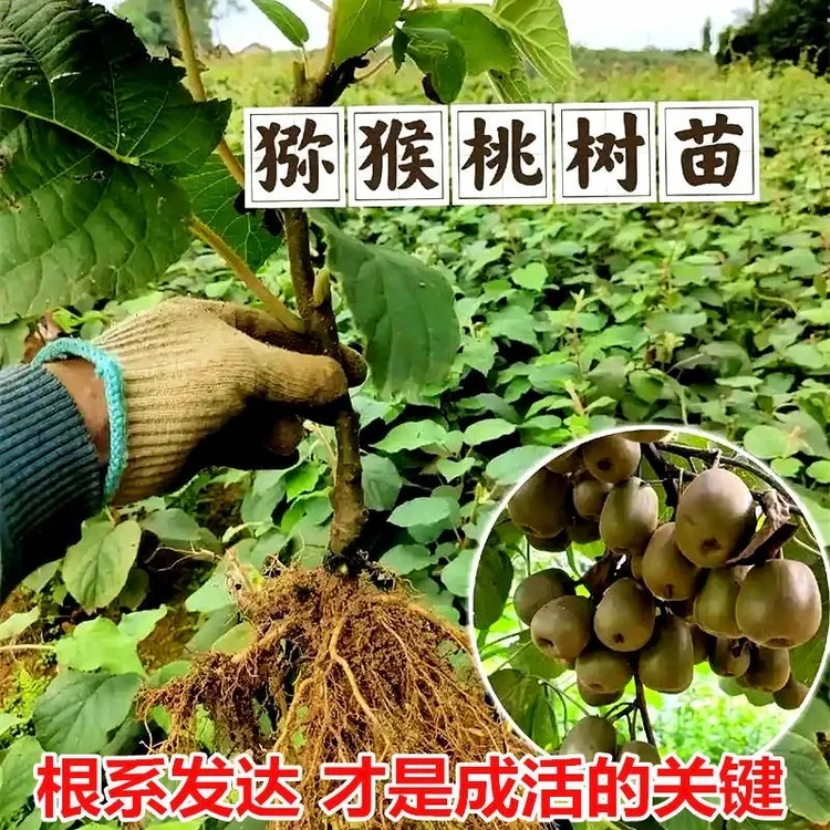 红心猕猴桃树苗公母同珠南方北方种植耐寒盆栽地栽当年结果果树苗