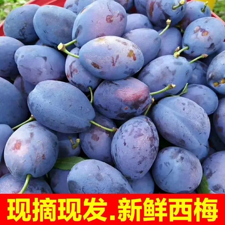 新鲜现摘头茬蓝蜜西梅饱满多汁当季孕妇鲜果放软更甜