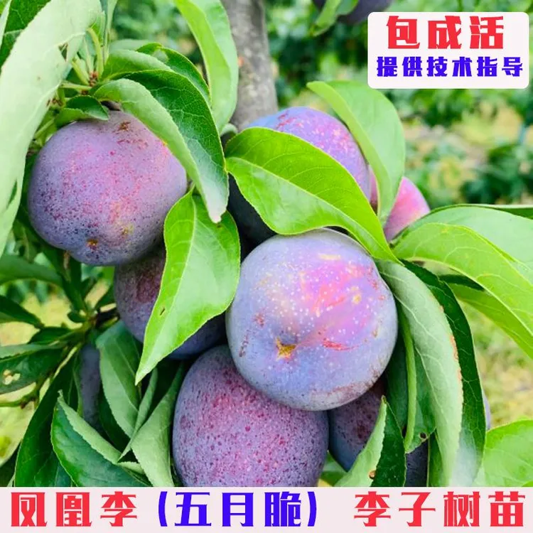 四川眉山五月脆脱骨李子树苗嫁接早熟脆甜凤凰一点红空心李果树苗