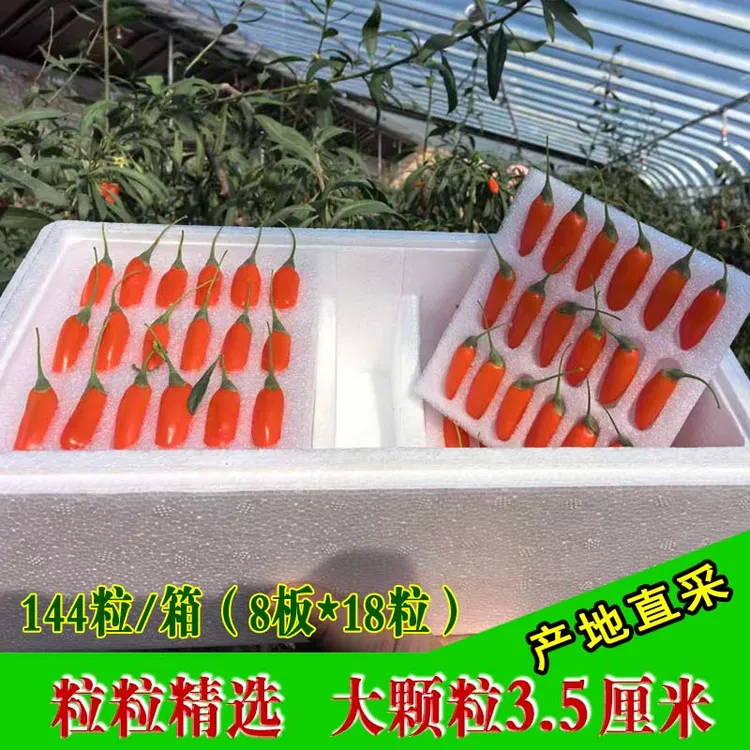 宁夏新鲜枸杞大果鲜果现摘现发鲜果枸杞水果大颗粒苟杞顺丰包邮