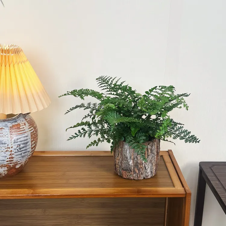 吉姆蕨绿植蕨类植物客厅四季常绿吸甲醛净化空气室内好养蕨盆栽