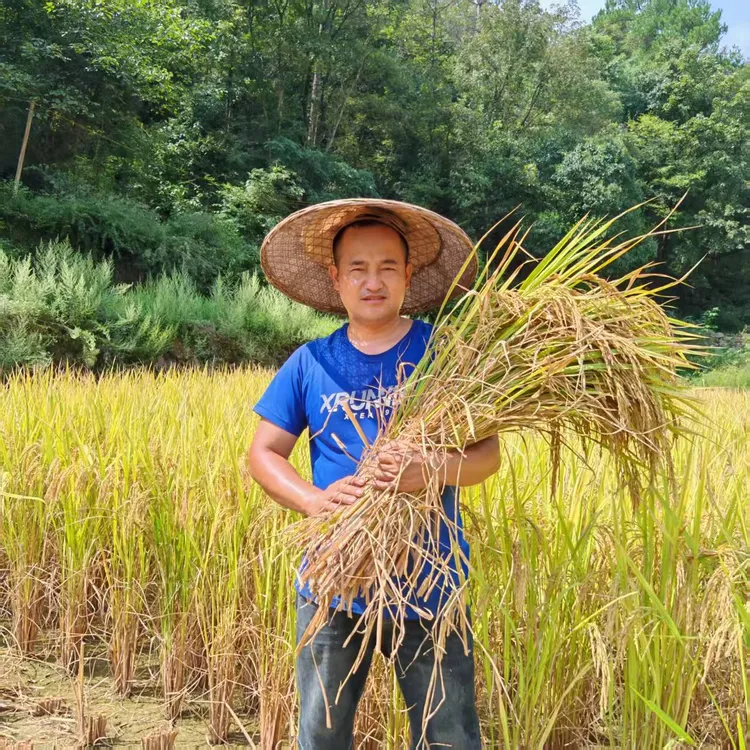 （阿武优选专属）湖南湘西两头羊农家大米
