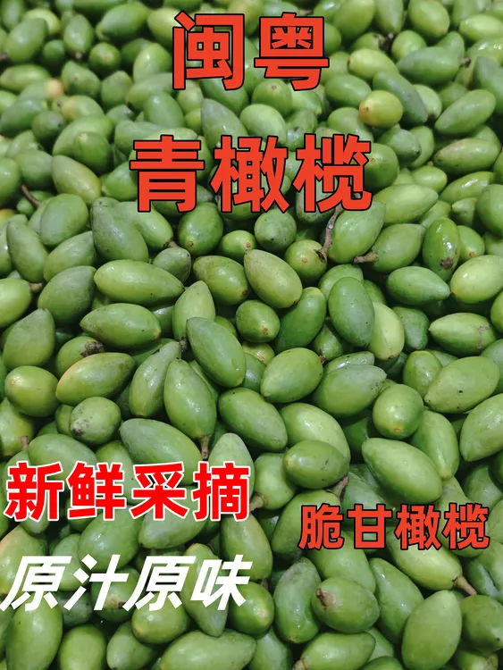 闽粤青橄榄店 特脆甘青橄榄新鲜采摘生吃