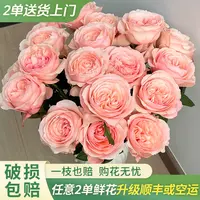 【大聪明卖花】凯瑟琳单头玫瑰-任意2单鲜花包邮发货后不支持退款
