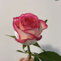 【爱莎玫瑰 铁头公主】任意两单鲜花升级冷链 只拍一单普快不售后