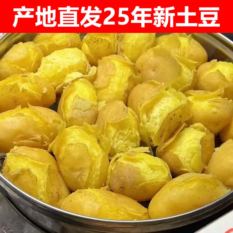 甘肃定西黄心土豆新鲜现挖沙糯粉面好吃洋芋甘肃沙面黄心土豆