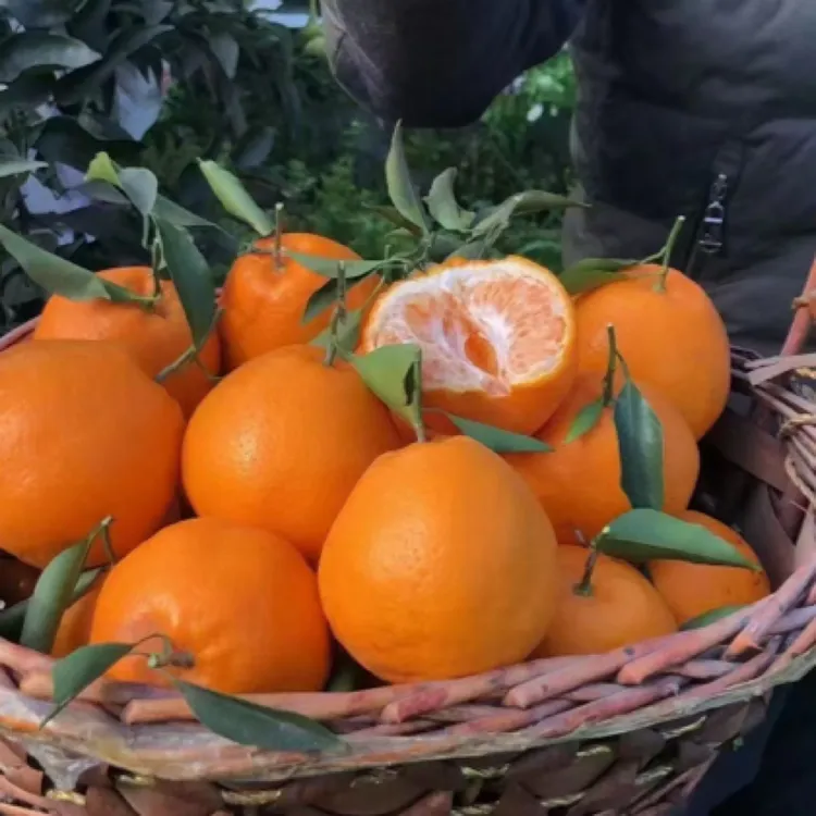 林芝察隅柑橘  当季水果