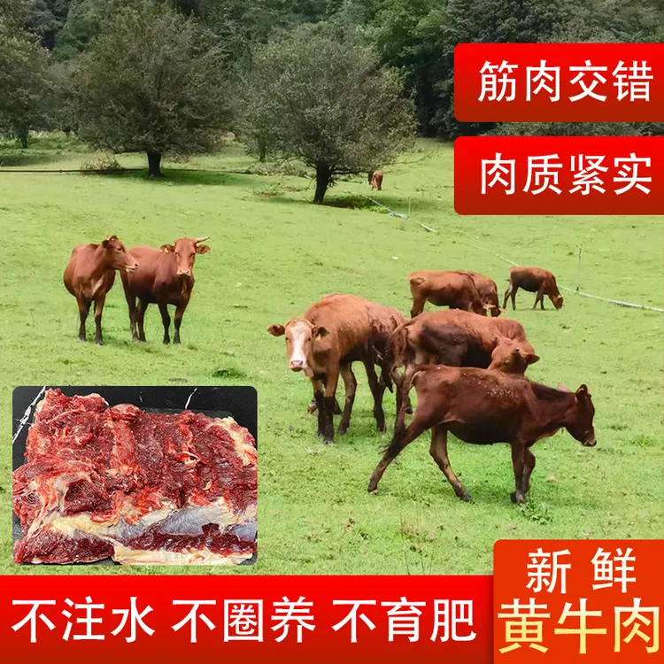 云南腾冲农户高山散养正宗土黄牛肉生态 现宰现发3斤/5斤装