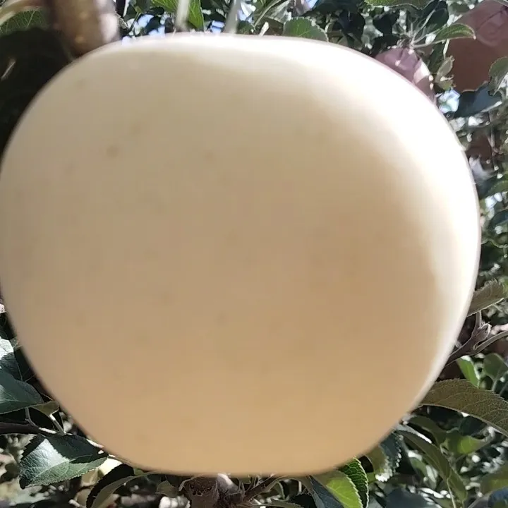 【510795-10】奶油白苹果新鲜脆甜多汁香味浓郁产地直发15颗包邮7斤