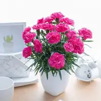 新品推荐*康乃馨四季种开花植物盆栽种仔多年生室内阳台观赏花种