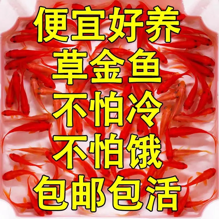 草金鱼 饲料鱼 观赏鱼 冷水鱼 小金鱼