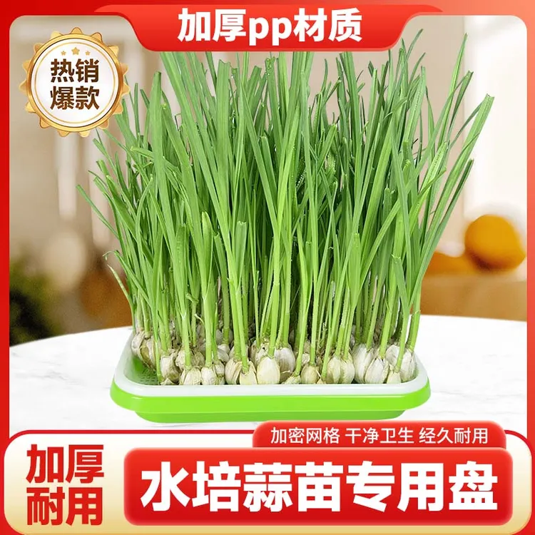 蒜苗种植专用盆蒜黄育苗托盘芽苗菜豌豆发豆芽种大蒜家用水培神器