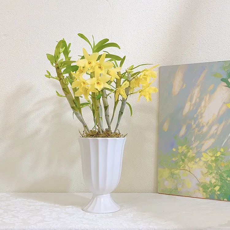 糖果春石斛兰四季开花兰花绿植香水盆栽花带盆室内桌面观叶绿植