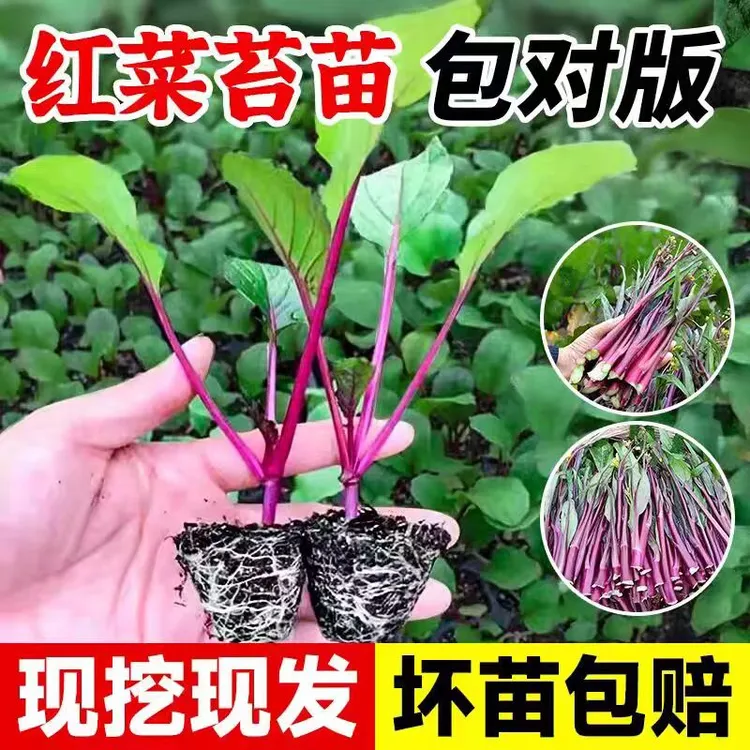 耐寒正宗红菜苔秧苗早熟高产甜菜心多茬采收红油菜薹紫菜苔蔬菜苗