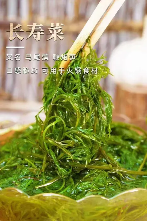 盐漬鞭炮笋马尾藻海藻长寿菜羊栖菜海带海菜凉拌火锅食材裙带菜