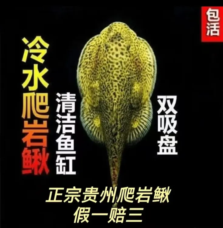 贵州爬岩鳅琵琶鼠吸鳅冷水观赏鱼清洁鱼缸除藻工具鱼
