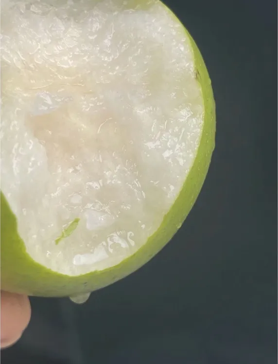 崇明头茬苹果梨（翠玉梨）蜜梨中等大小