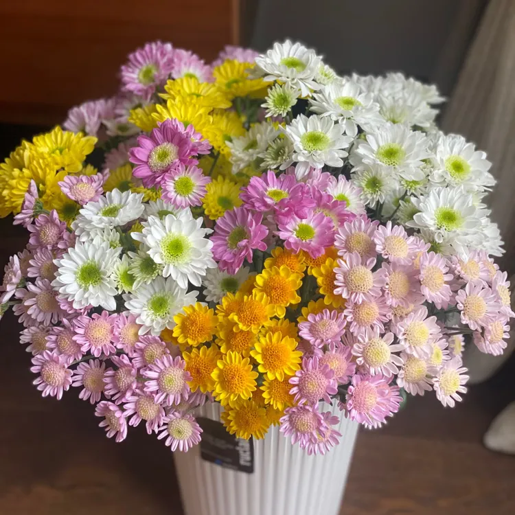【多头小雏菊】新疆西藏东三西四空运包邮/花期长/耐运输/三文鱼