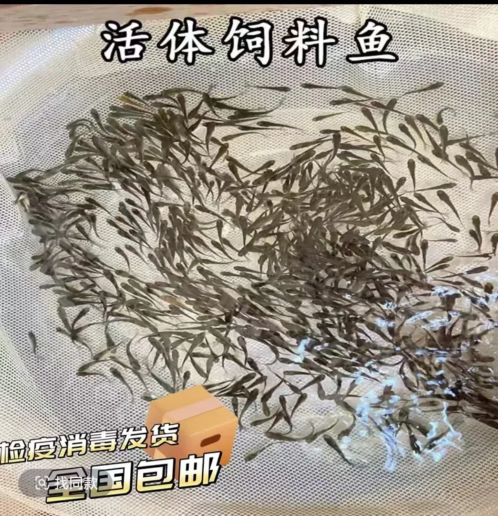 优质活饵麦穗鱼饲料适用于龙鱼乌龟等宠物鱼开口粮