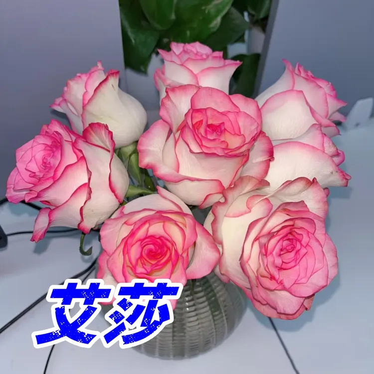 【三颗包邮/五送二】月季小苗四季勤花庭院盆栽室外月季含盆土