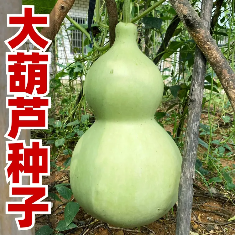 天然特大巨型超大葫芦种子中小八宝酒葫芦籽文玩观赏庭院阳台盆栽