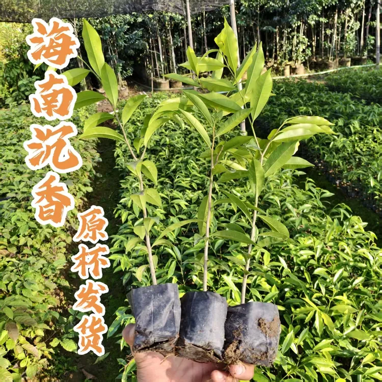 海南沉香树苗可嫁接奇楠沉香苗名贵树苗四季常青原生树苗原杯发货