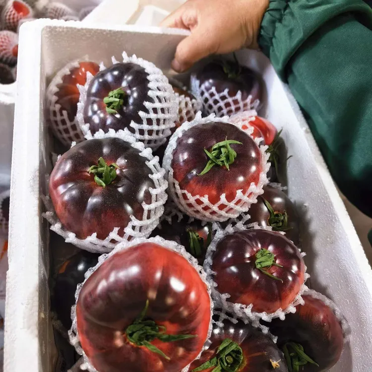 山东寿光紫罗兰黑西红柿黑番茄沙瓤口感番茄福建当季紫番茄水果