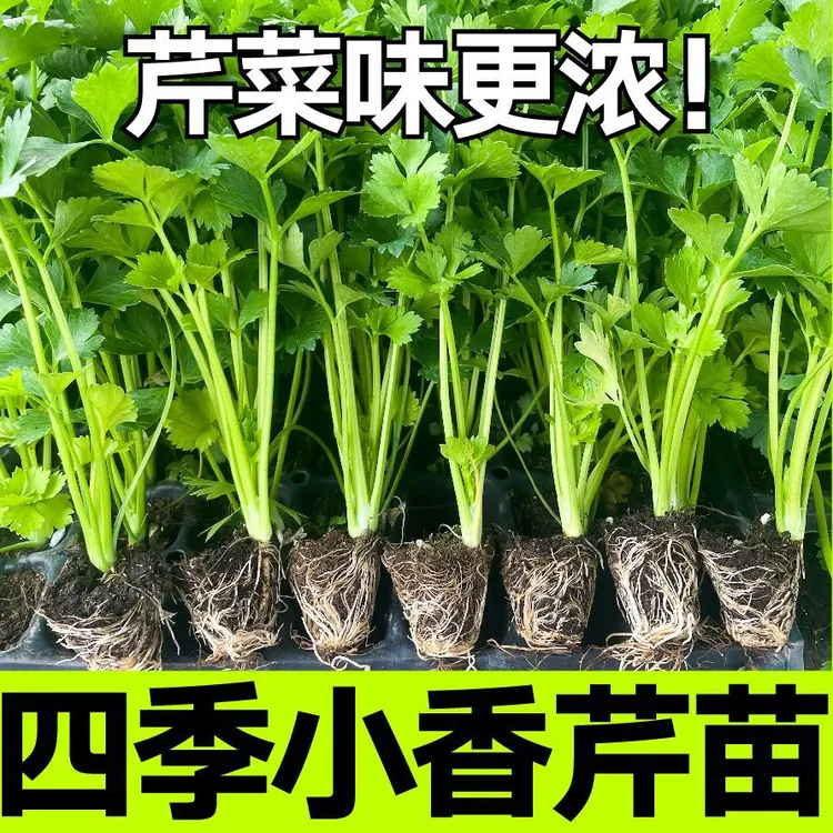 脆嫩四季小香芹苗带土发货适合春秋阳台盆栽蔬菜芹菜菜苗蔬菜苗