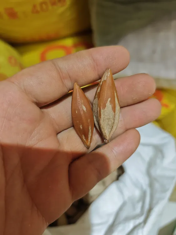 老挝直心核，500克重，饱满圆润颜色红润油性好的长籽柳叶核