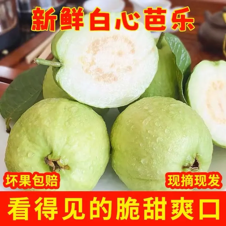 新鲜采摘白心芭乐番石榴脆口清甜软糯香甜低糖低卡水果（果园直发）