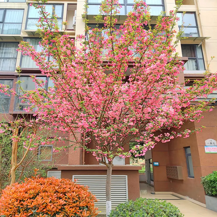 海棠花树苗垂丝海棠盆栽庭院开花植物耐寒花卉南北方种植海棠树苗