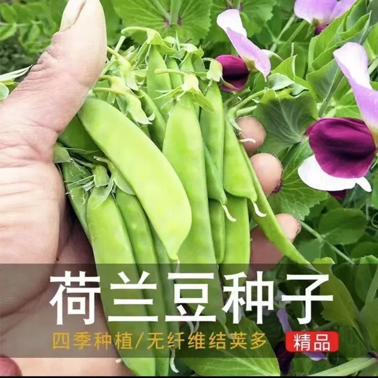 【荷兰豆种子】正品大荚菜豌豆四季播种高产耐寒秋冬蔬菜种子早熟