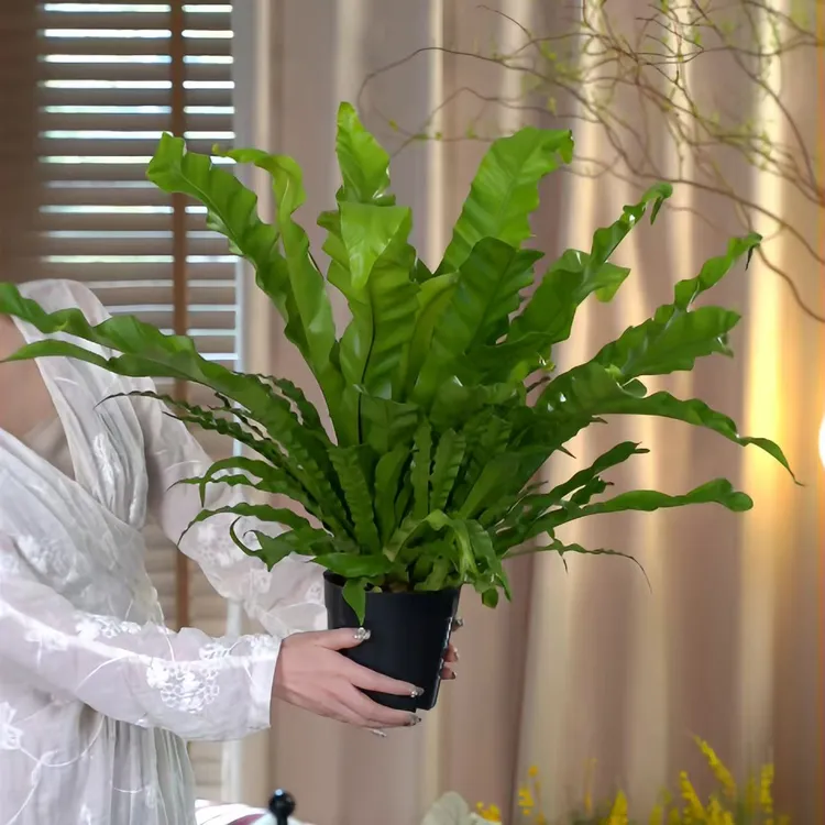 大号鸟巢蕨盆栽植物室内好养的耐阴的室内阳台盆栽植物花