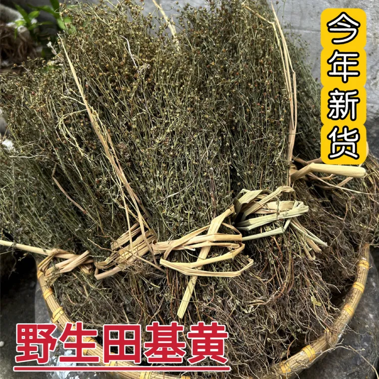 江西野生田基黄 地耳草 黄花草叶菜整株发货250g500g